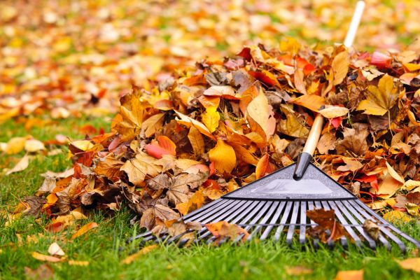 Cost of Leaves Removal in San Luis Obispo