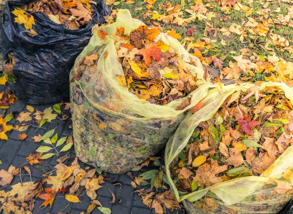 Cost of Yard Cleanup Service in San Luis Obispo