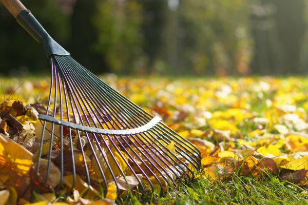 Cost of Leaf Raking Service in San Luis Obispo
